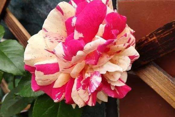 月季香草冰激凌