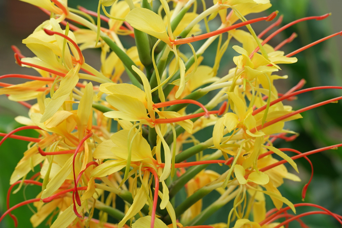  p>红丝姜花(学名: i>hedychium gardnerianum 