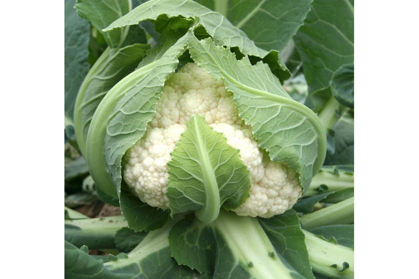 清江120天花椰菜
