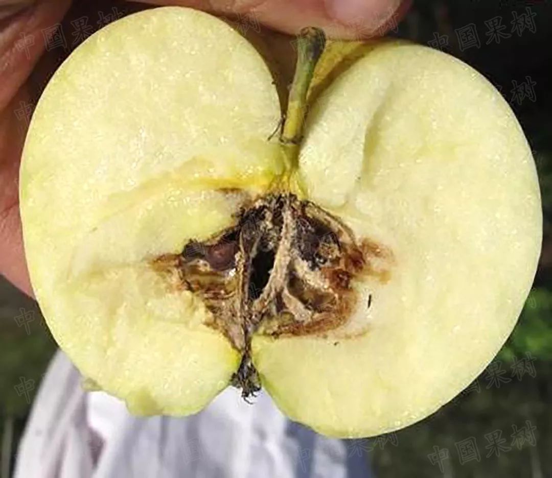  p>苹果霉心病又称心腐病,霉腐病,红腐病,果腐病,是由多种真菌混合