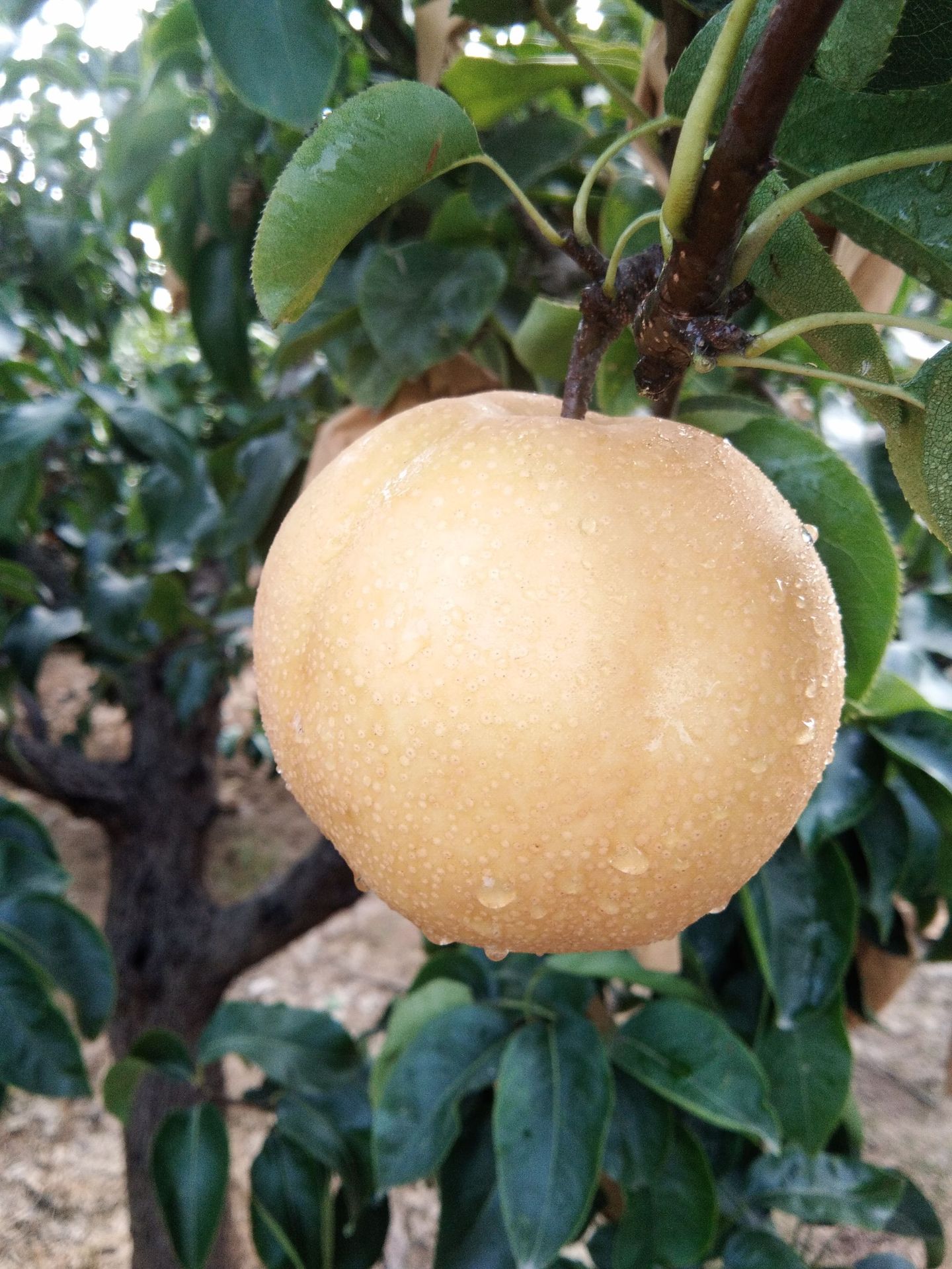 丰水梨-山东莱阳种源