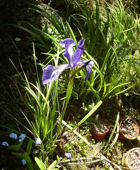  p>北陵鸢尾(学名: i>iris typhifolia /i>  kitag.