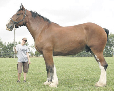  p data-id="gnvizax3ah">克莱兹代尔马是一种重型挽马,在苏格兰