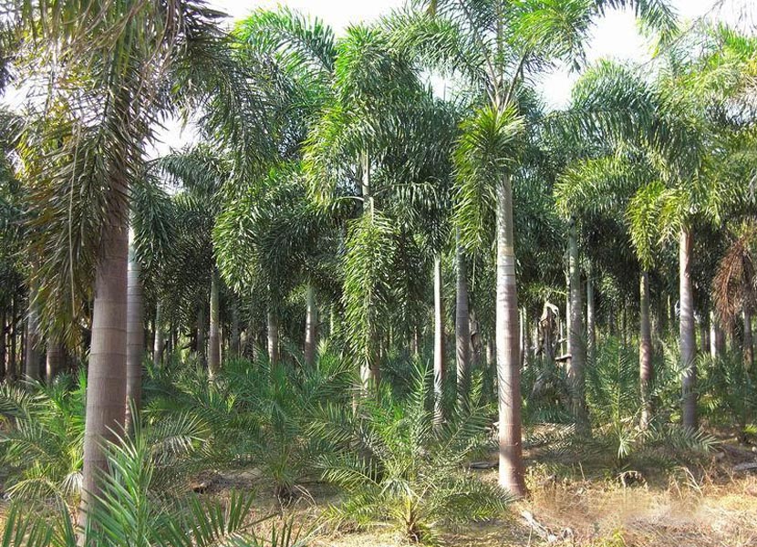  p data-id="tzczneqtfvtr">狐尾椰(学名: i>