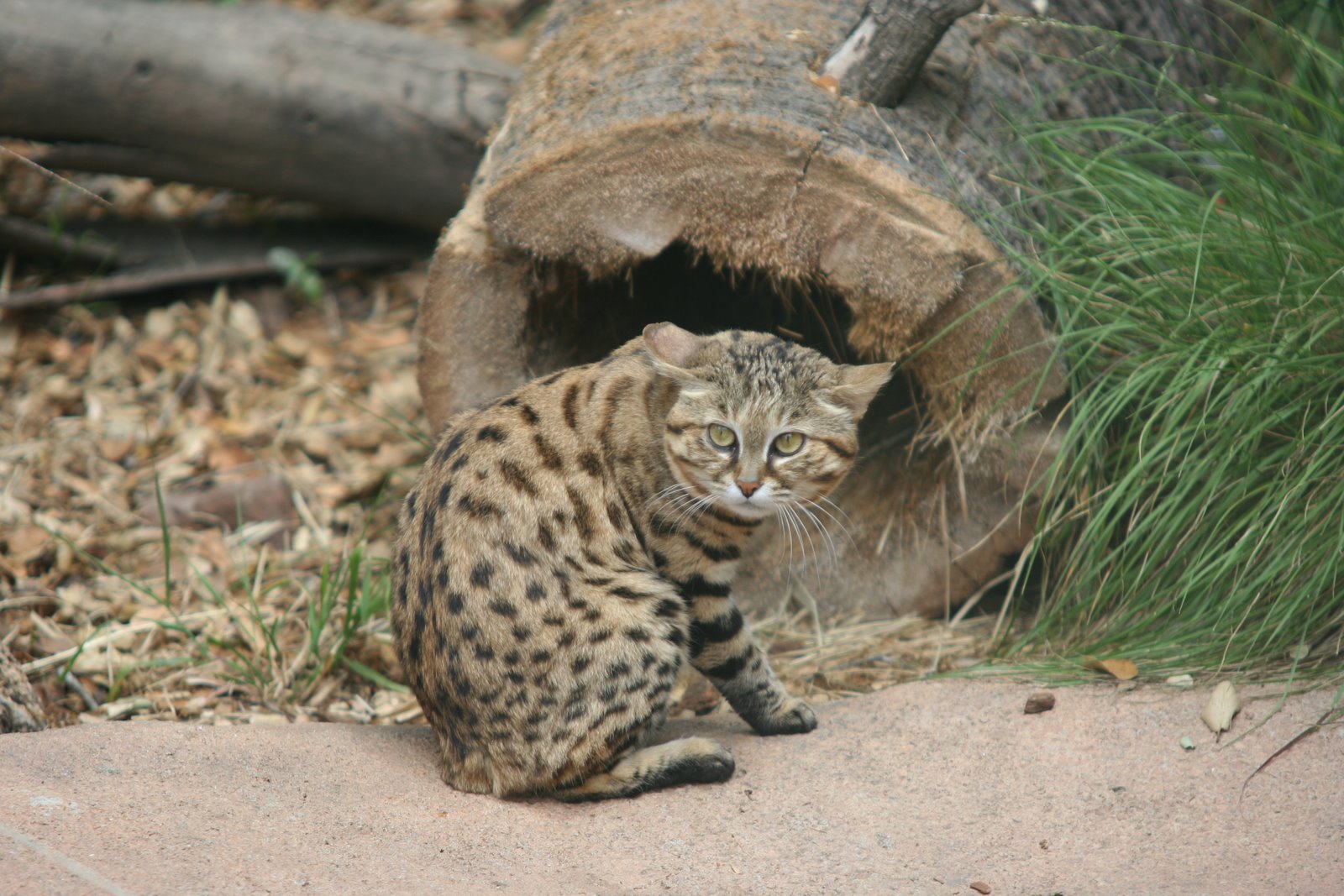  p>黑足猫(学名: i>felis nigripes /i>)的名字来源于它们的足底有