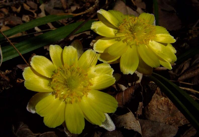 chue)是百合科 a href="#" data-lemmaid="1629494">顶冰花属 /a>