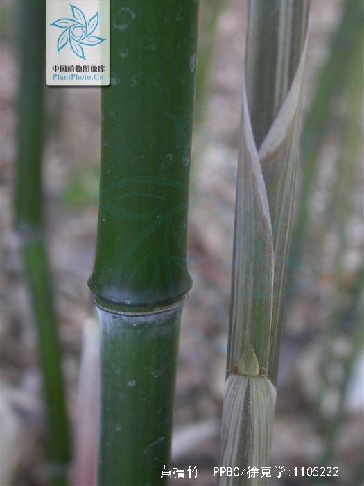  p>黄槽竹(学名: i>phyllostachys aureosulcata /i> mcclure)是禾本