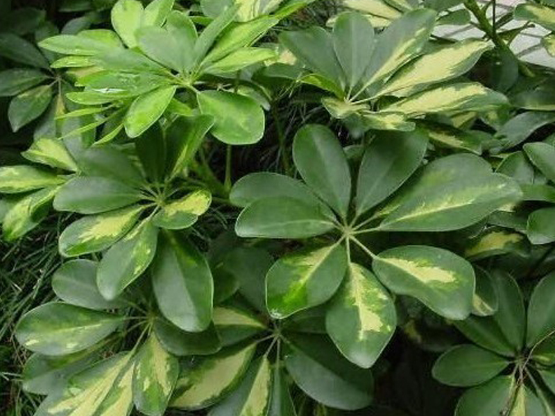 p>多脉鹅掌柴(学名:schefflera multinervia)为 a target="_blank"