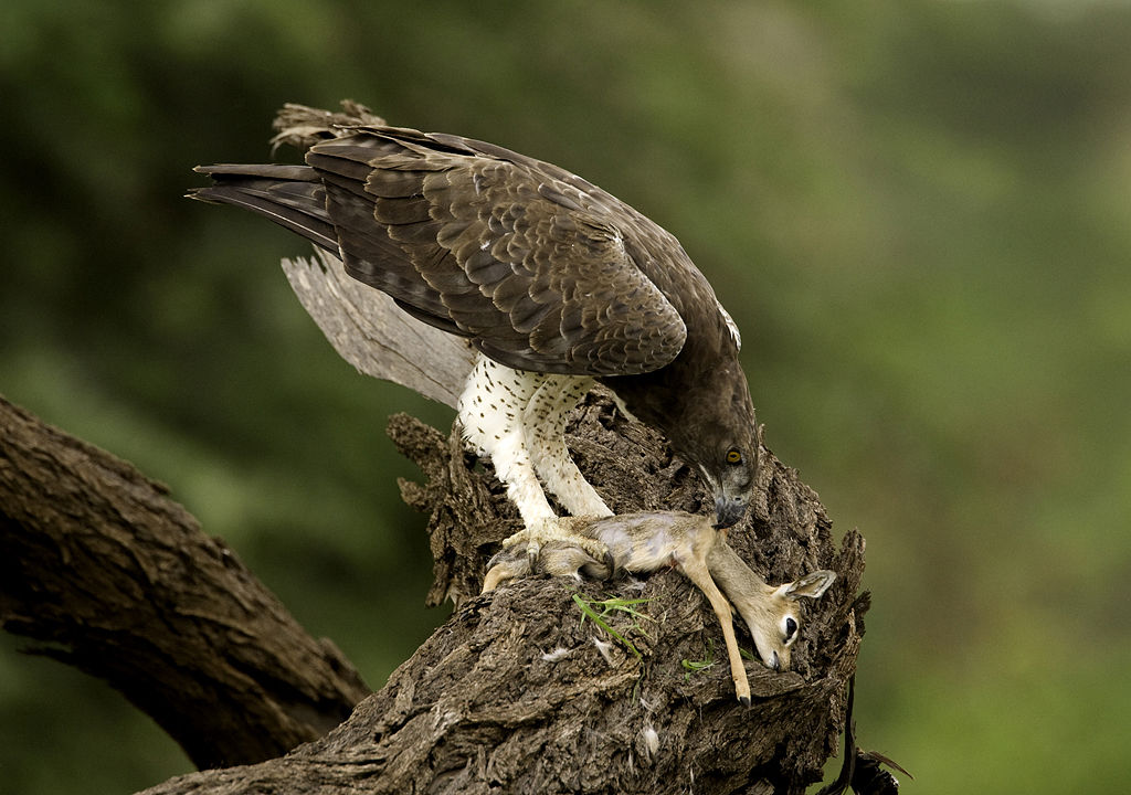 polemaetus bellicosus