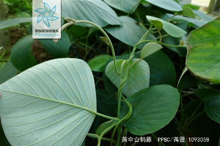 黄伞白鹤藤