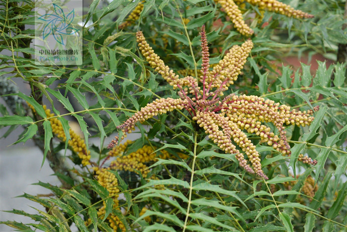 阿里山十大功劳
