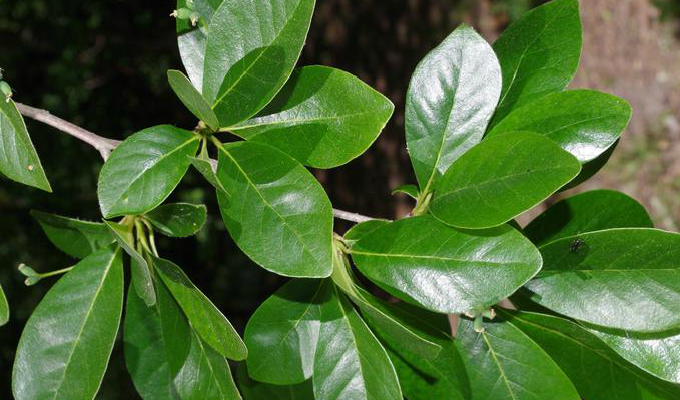  p>多花蓝果树又名 a href="#" data-lemmaid="8085827">美国紫树 /a>