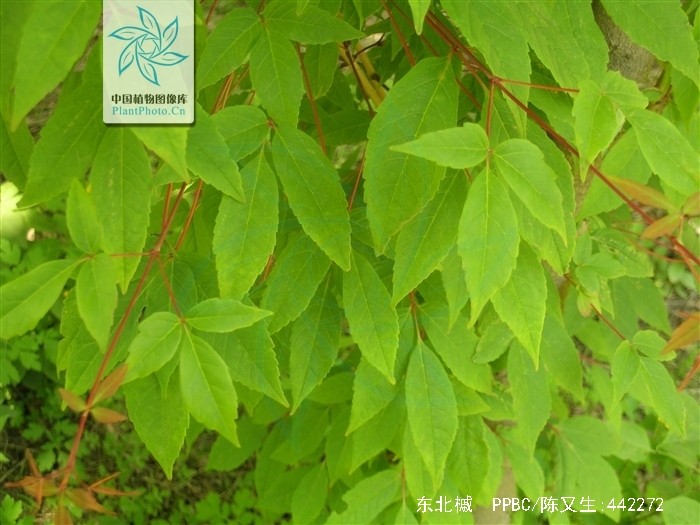  p>东北槭(学名: i>acer mandshuricum /i> maxim.
