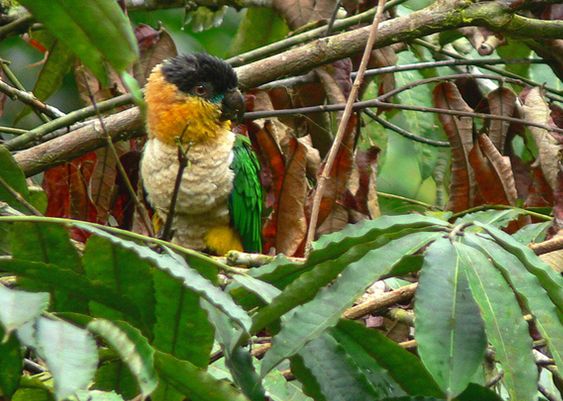  p>黑头凯克鹦鹉(学名:pionites melanocephalus)2种亚种.
