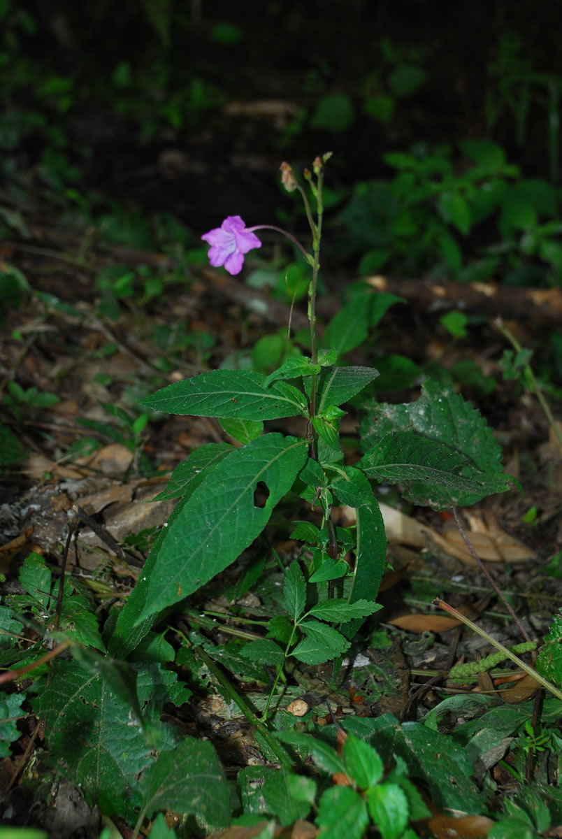  p>白接骨属,爵床科,3种, a target="_blank" href="/item/多年生草本