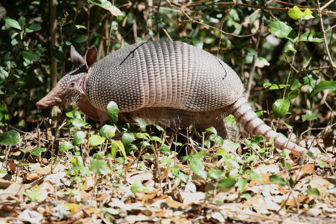  p>贫齿目又称异关节目(xenarthra), a href="#" data-lemmaid="