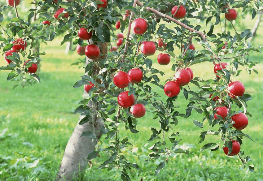 这类植物自花授粉时,常有