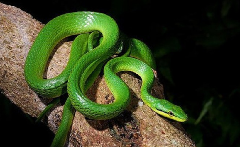 无毒蛇,全长约1m,体尾均较细长,尾长占全长的五分之二.