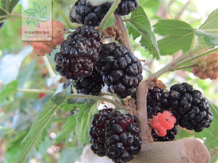  p>黑桑(学名: i>morus nigra /i>  l.