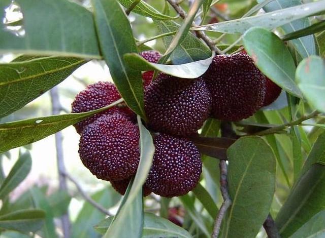  p>舟山晚稻杨梅,浙江省舟山市特产,全国农产品地理标志.