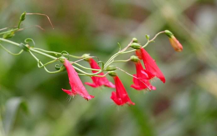  p>红花钓钟柳指的是 a href="#" data-lemmaid="229000">被子植物门 