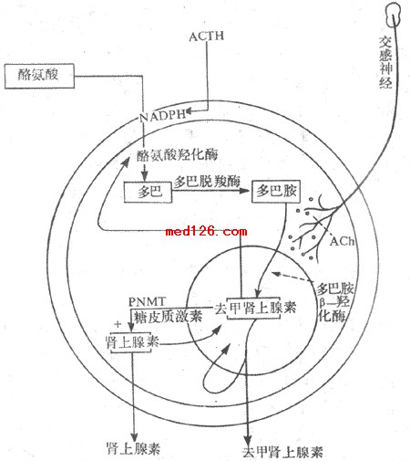  p>促肾上腺皮质激素(acth)为腺垂体分泌的微量多肽激素,是肾上腺皮质
