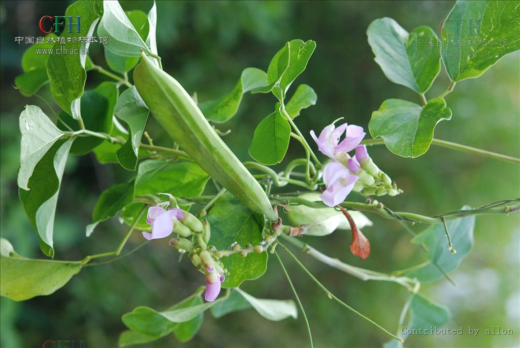  p>海刀豆(学名: i>canavalia&nbsp;rosea /i>&nbsp;(sw.