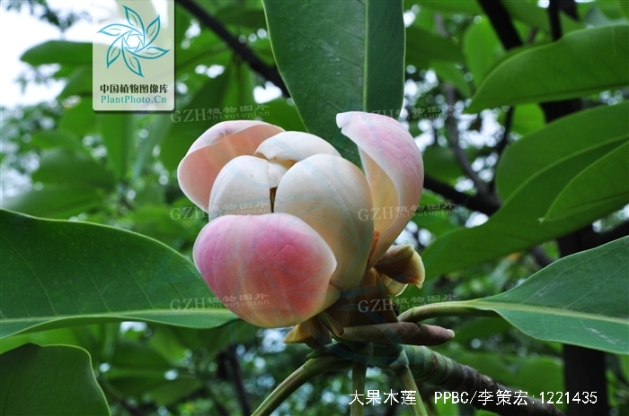  p>大果木莲( i>manglietia grandis  /i>hu et cheng), a target="