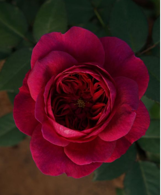  p data-id="gnb3esrrlu">达西,又称月季花,紫红色花朵;金色花蕊;杯状