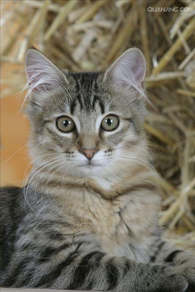  p>挪威森林猫(norwegian forest cat),以白话直译的说法,就是在挪威