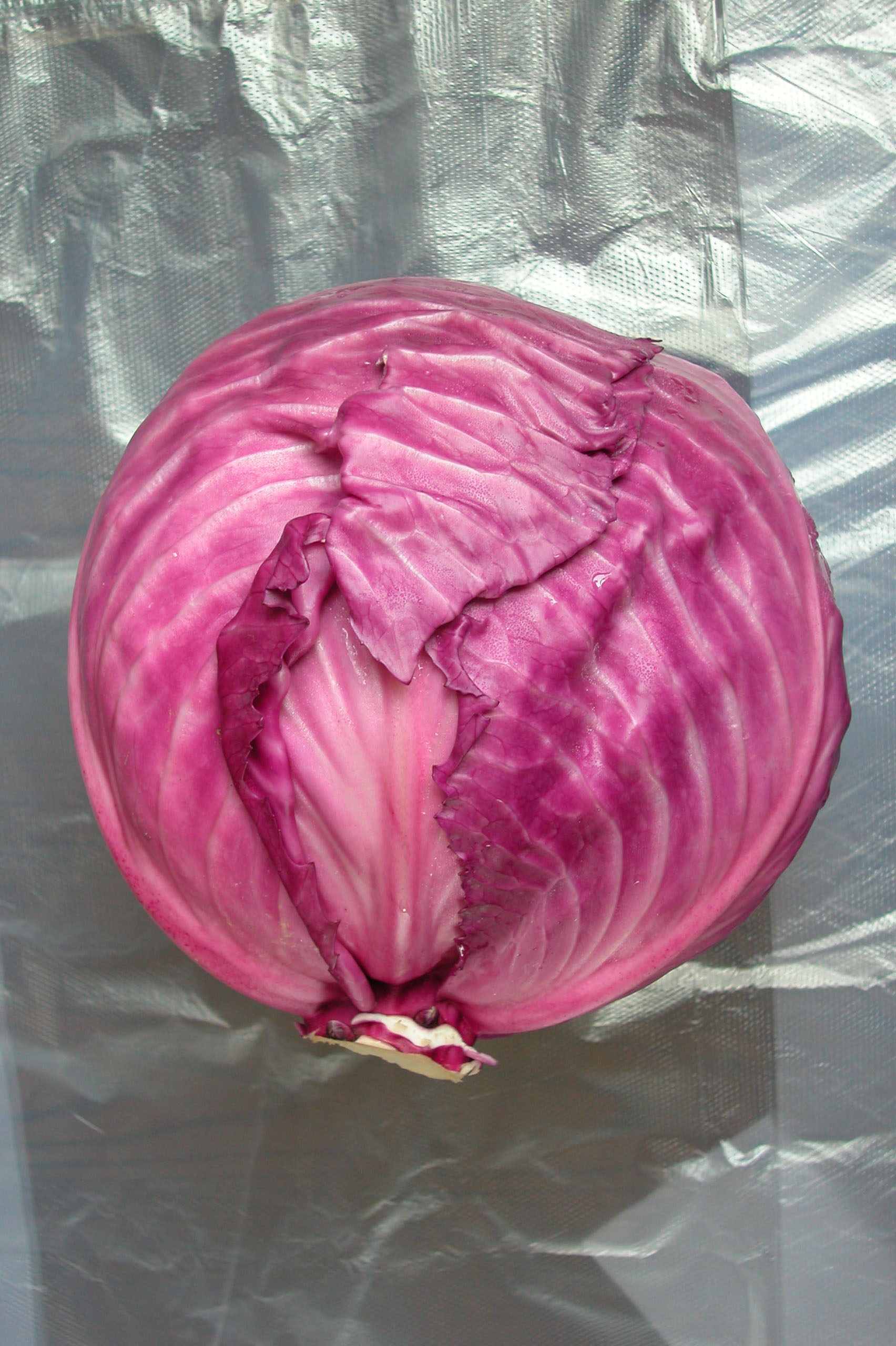  p>甘蓝( i>brassica oleracea  /i>l.