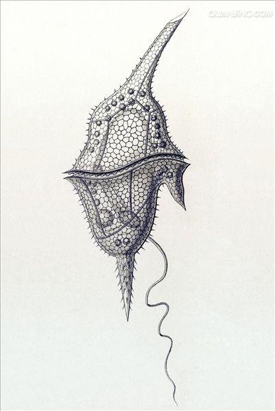  p>多甲藻是多甲藻属类 a target="_blank" href="/item/藻类/2875032