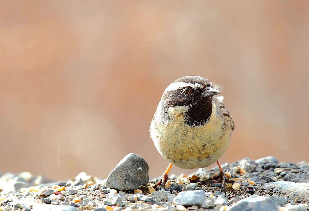  p>黑喉雀鹀属的鸟类属小型 a href="#" data-lemmaid="2173587">鸣禽