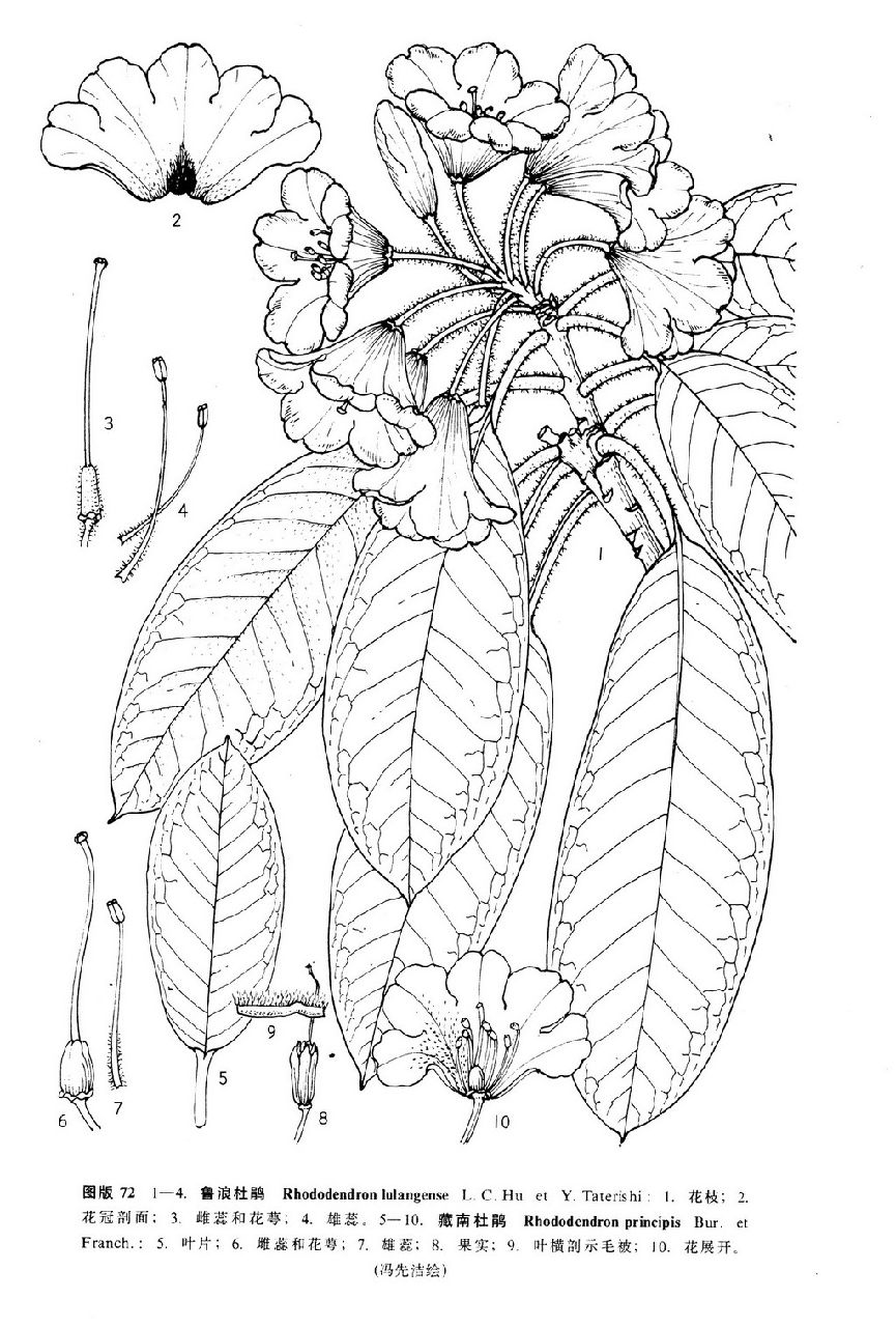 c. hu et y. tateishi