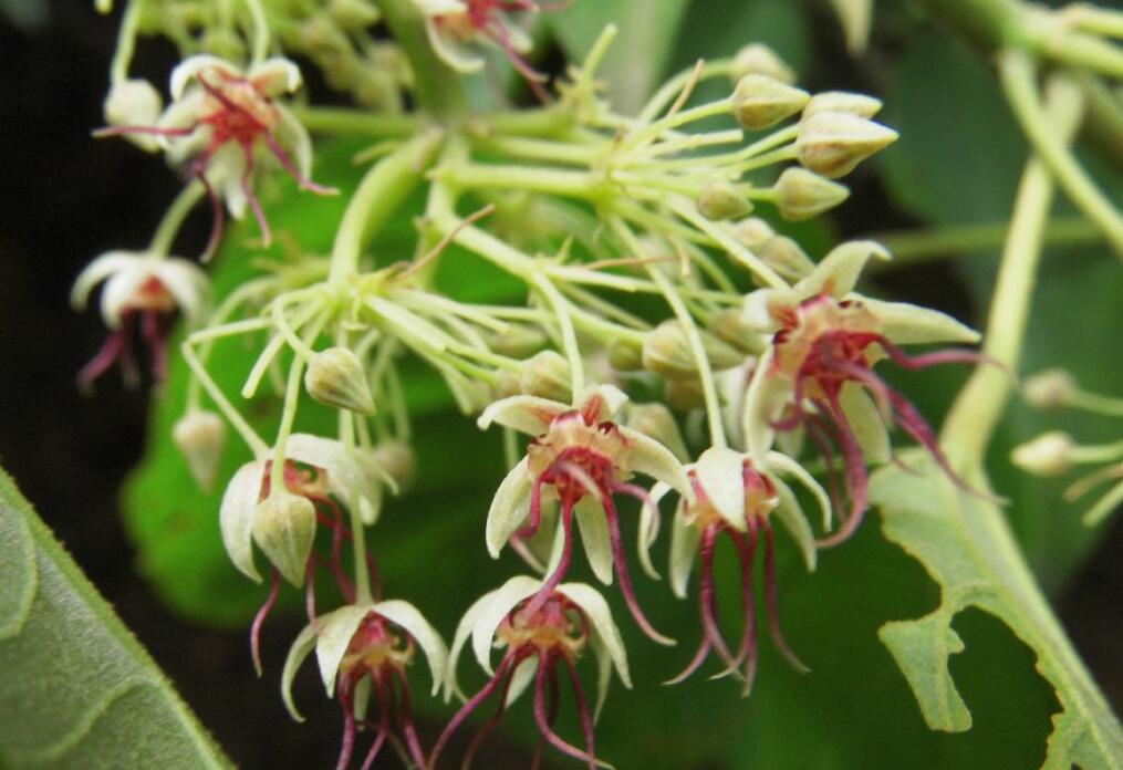  p>刺果藤属,学名byttneria loefl.