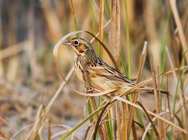 fucata /i>):是雀形目鹀科的 a target="_blank" href="/item/鸟类">