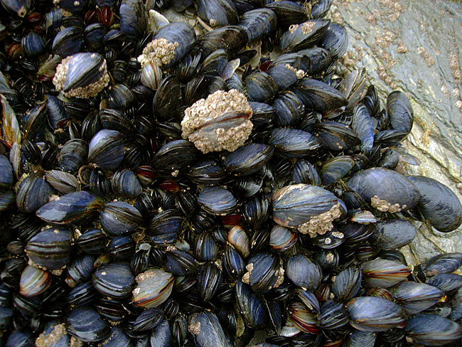 neurotoxic shellfish poison