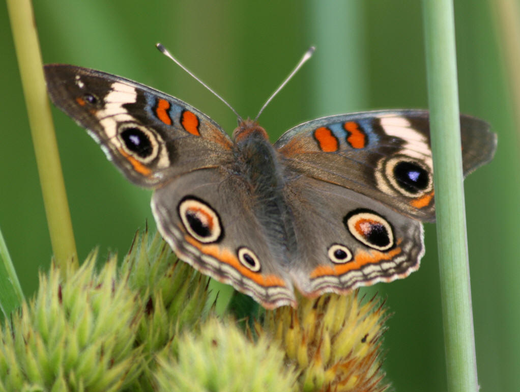  p>蛱蝶科,nymphalidae(rafinesque, 1815), a href="#" data-lemmaid