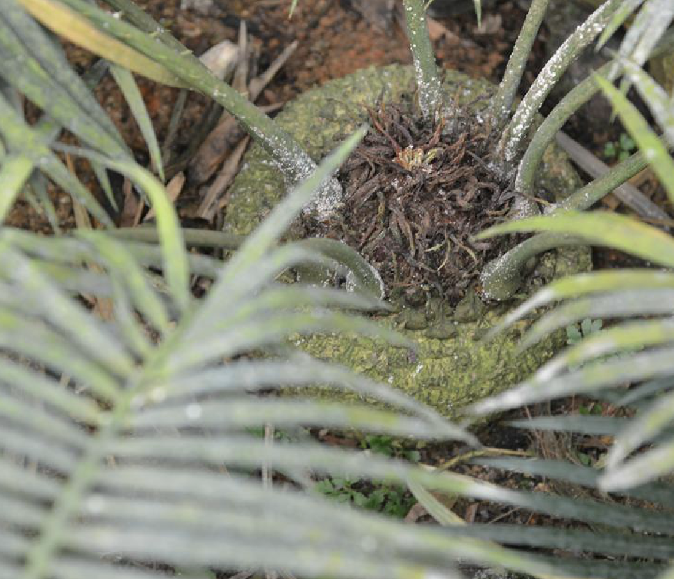  p>葫芦苏铁(学名: b>cycas /b>  b>changjiangensis /b> n.