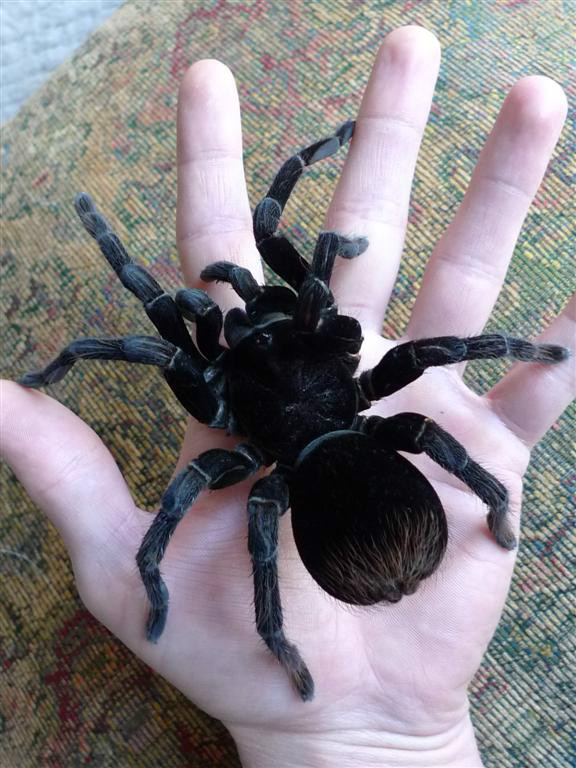 玻利维亚钢铁蓝蜘蛛