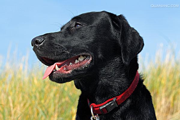  p>拉布拉多又称寻回犬,是一种中大型犬类,是非常适合被选作经常出入