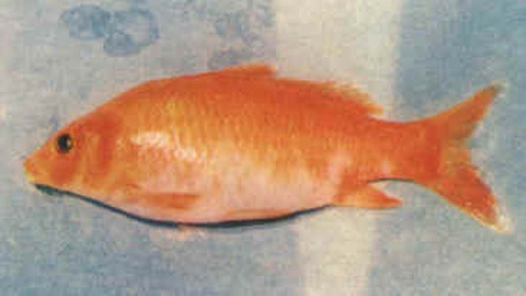 万安玻璃红鲤鱼