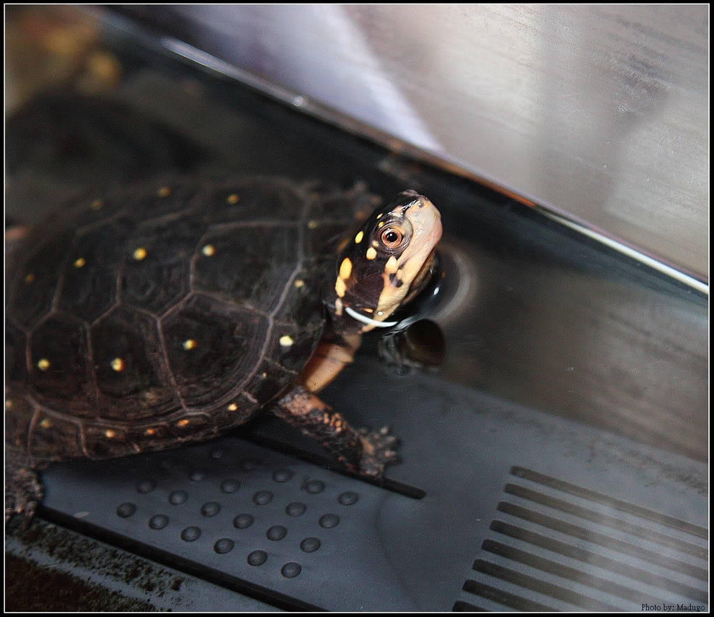 属中小型龟类,体长为10-13厘米,成年个体重约0.5千克.