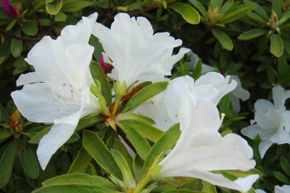  p>白毛杜鹃,常绿小乔木.