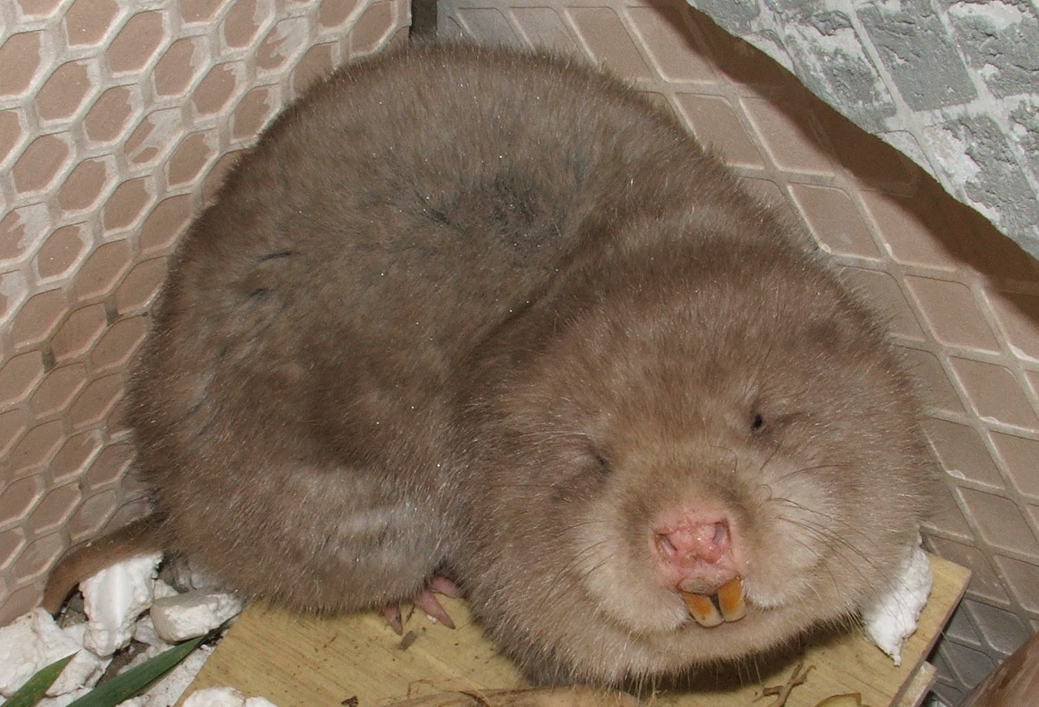  p>竹鼠(学名: i>rhizomyidae /i>),是属竹鼠科, a href="#" data