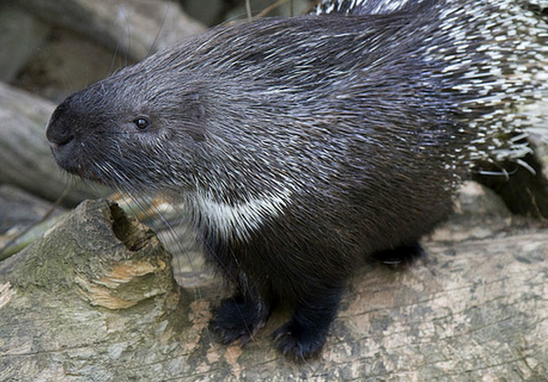  p>开普敦豪猪(学名: i>hystrix africaeaustralis /i>):又称南非豪猪