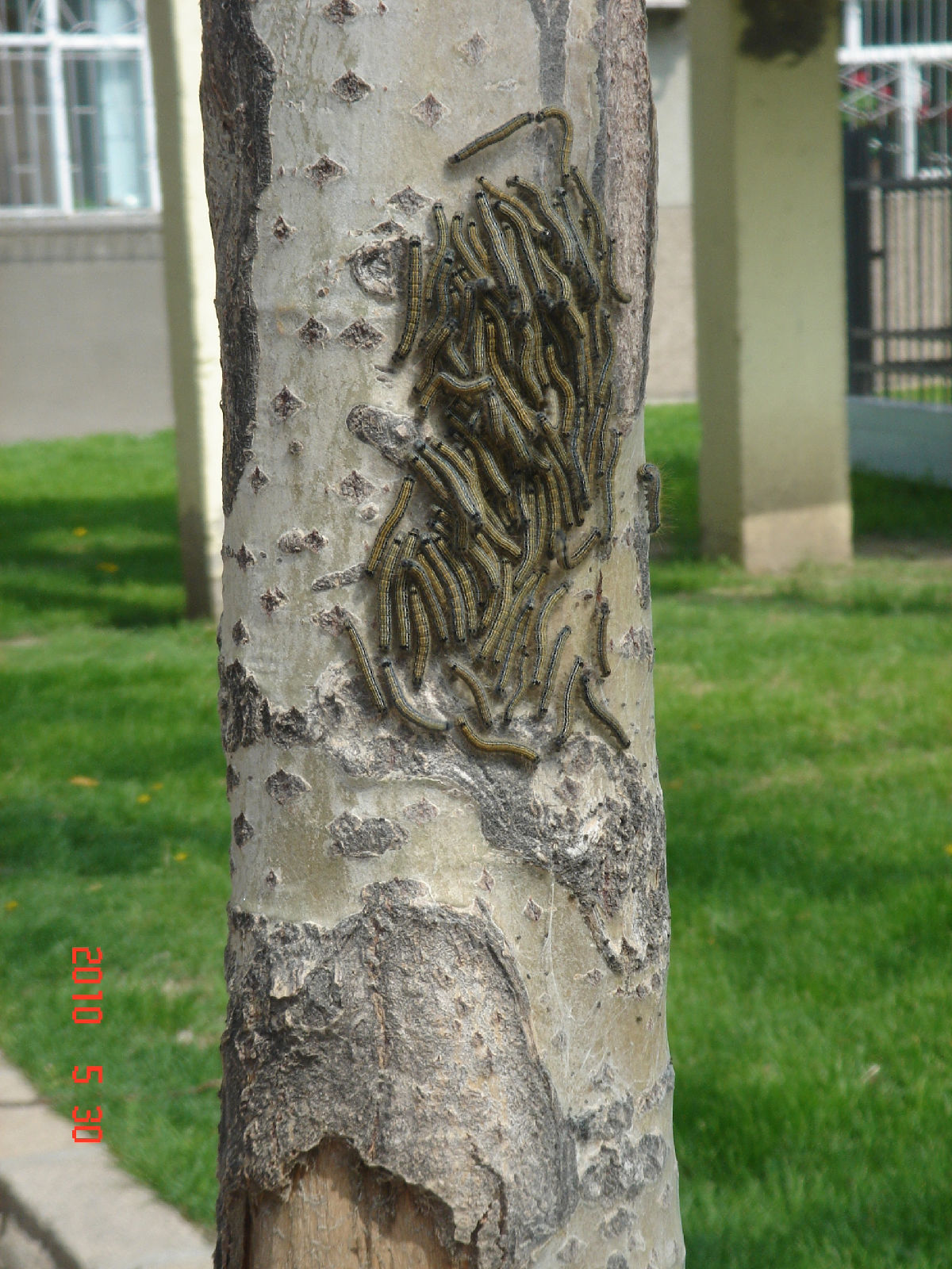  p>春尺蛾, i>apocheima cinerarius  /i>erschoff, a target="_blank