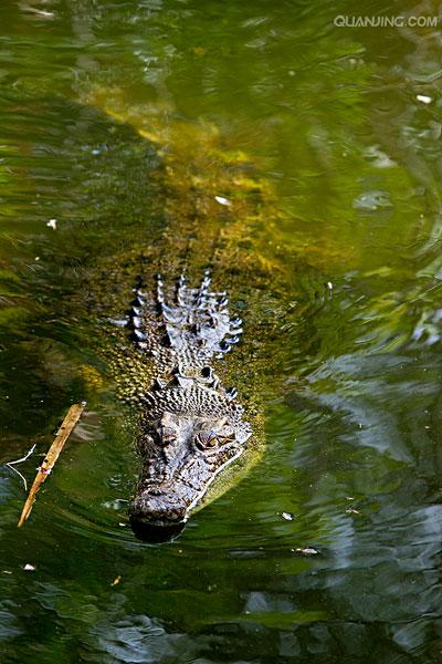 estuarine crocodile