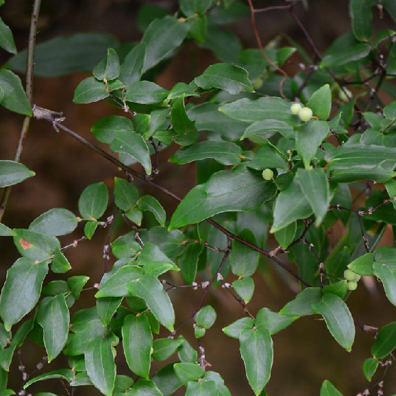 smilax discotis warb.