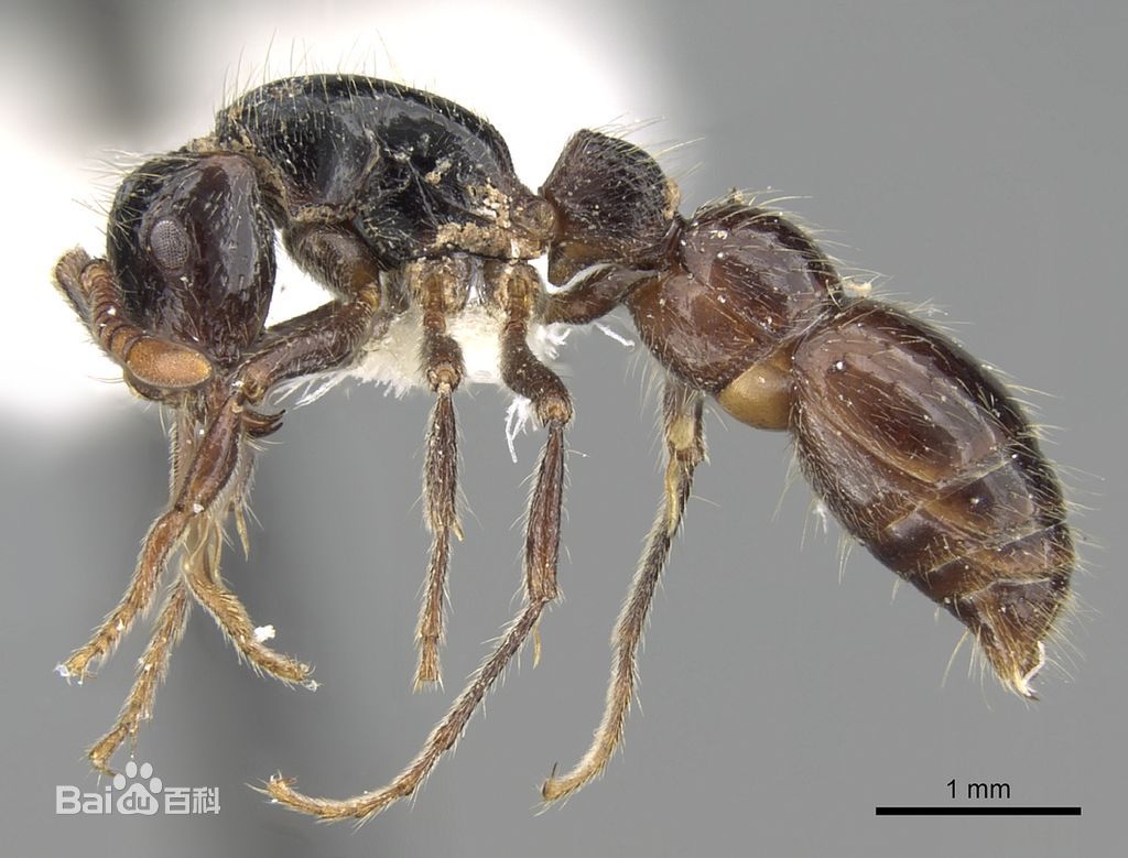  p>( a target="_blank" href="/item/粗角猛蚁亚科/5879342" data